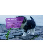 PIB-TECH (29) : Hygiène Animale, Désinfection Chenil et Locaux Bretagne