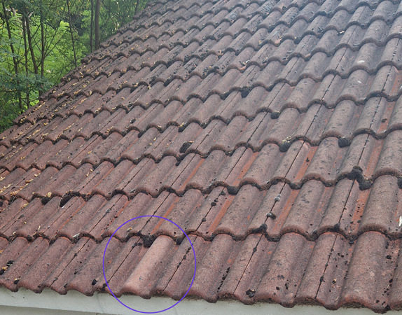 toiture traitée avec Fongifir 4S | Firchim